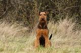 AIREDALE TERRIER 360